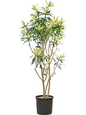 Драцена Песня Шри-Ланки