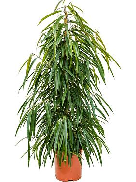 Фикус Бенедикта Али