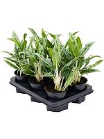 Аглаонема Грейхаунд H40 D12 см