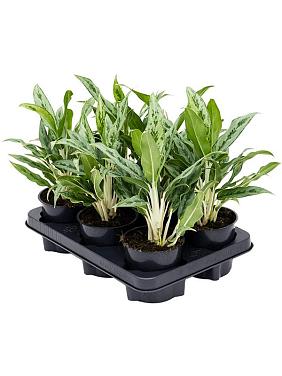 Аглаонема Грейхаунд Аглаонема Грейхаунд