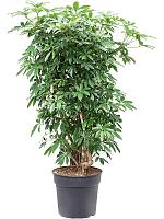 Шеффлера Компакта разветвленная H130 D34 см