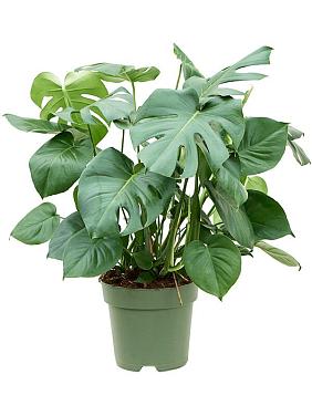 Монстера Делициоза (деликатесная)