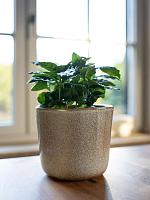 Кашпо Hedy pot sand D11 H12 см