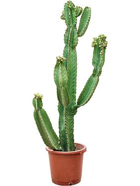 Молочай великий (Эуфорбия Ингенс)