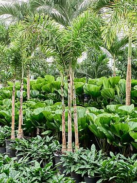 Водиетия Бифурката (Пальма Лисий хвост) Водиетия Бифурката (Пальма Лисий хвост)