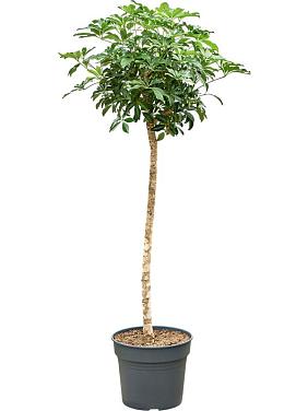 Шеффлера Компакта Шеффлера Компакта