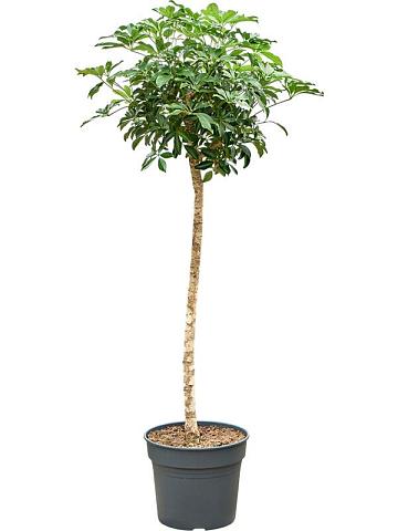 Шеффлера Компакта