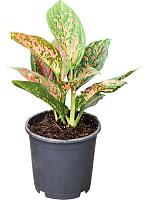 Аглаонема Ред Эмеральд H30 D13 см