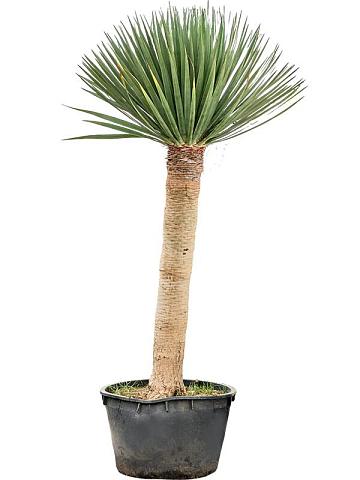 Драцена Драконовая (Драконово дерево) Драцена Драконовая (Драконово дерево)