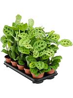 Маранта Керховена беложильчатая H35 D12 см