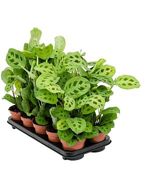 Маранта Керховена беложильчатая Маранта Керховена беложильчатая