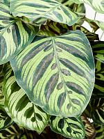 Калатея Макояна (Макоя) H75 D24 см