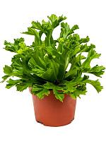 Асплениум Антикум Лесли H25 D12 см