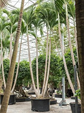 Вейтчия Мерилли (Адонидия) 4 ствола