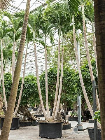 Вейтчия Мерилли (Адонидия) 4 ствола