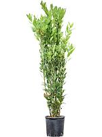 Лавровое дерево (Лавр благородный) H140 D24 см