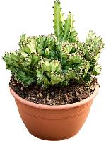 Молочай молочный (Эуфорбия Лактея) H40 D20 см Молочай молочный (Эуфорбия Лактея) H40 D20 см