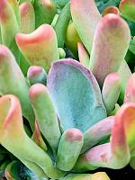 Каланхоэ Лусия Орикула красное H45 D20 см