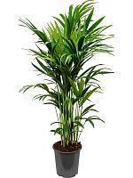 Ховея Форстера H150 D27 см