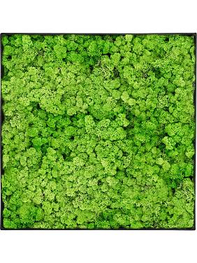 Картина из мха nova frame anthracite-concrete 100% reindeer (light grass green) Картина из мха nova frame anthracite-concrete 100% reindeer (light grass green)