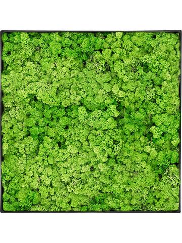 Картина из мха nova frame anthracite-concrete 100% reindeer (light grass green) Картина из мха nova frame anthracite-concrete 100% reindeer (light grass green)