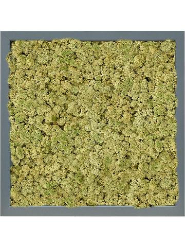 Картина из мха mdf ral 7016 satin gloss 100% reindeer (oldgreen) Картина из мха mdf ral 7016 satin gloss 100% reindeer (oldgreen)