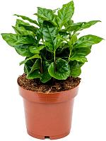 Кофе Арабика H25 D12 см