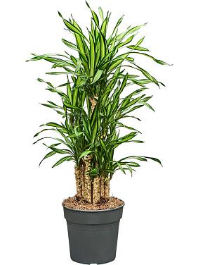 Драцена Фрагранс Рики разветвленная