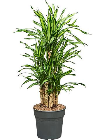 Драцена Фрагранс Рики разветвленная Драцена Фрагранс Рики разветвленная