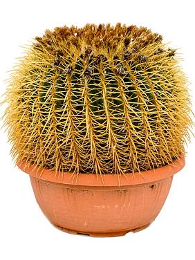 Эхинокактус Грузони Эхинокактус Грузони