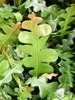 Эпифиллум Ангулигер угловатый H25 D12 см