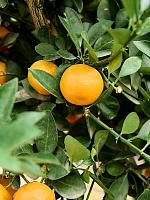 Цитрофортунелла Каламондин H160 D38 см