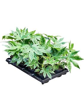 Фатсия Японская Спайдер Веб