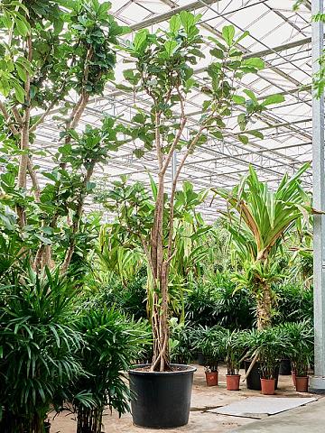 Фикус Лирата многоствольный Фикус Лирата многоствольный