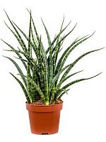 Сансевиерия Кирки Фернвуд Панк H30 D12 см