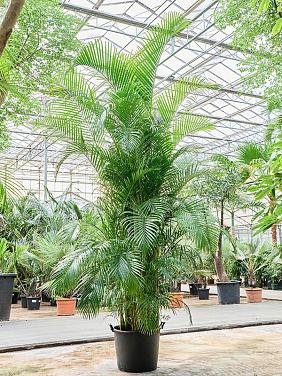 Арека Хризалидокарпус (Дипсис желтоватый) Арека Хризалидокарпус (Дипсис желтоватый)