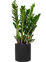 Замиокулькас замиелистный H100 D27 см