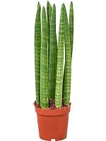 Сансевиерия Цилиндрика Стрейт H50 D14 см