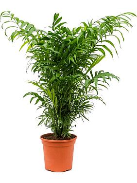 Хамедорея Элеганс изящная