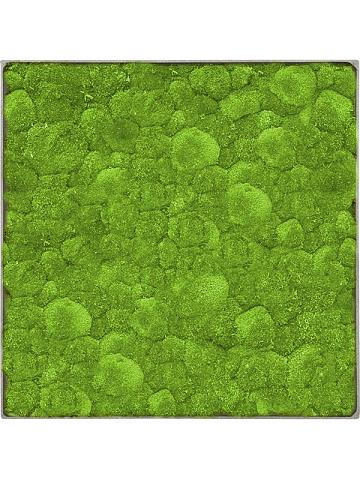 Картина из мха nova frame natural-concrete 100% ball moss Картина из мха nova frame natural-concrete 100% ball moss