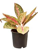 Аглаонема Найт Спаркл H30 D13 см