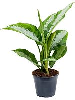 Аглаонема Даймонд Бей H40 D14 см