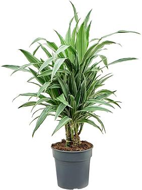 Драцена Деремская Варнески разветвленная Драцена Деремская Варнески разветвленная