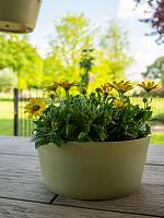 Кашпо Palermo bowl sage D27 H12 см