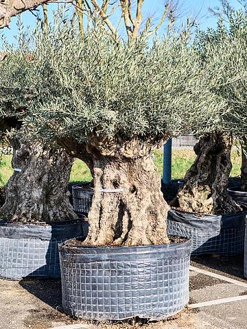 Оливковое дерево (Олива европейская)