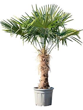 Трахикарпус Форчуна Трахикарпус Форчуна