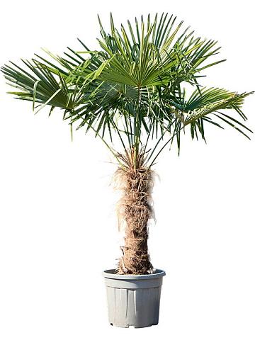 Трахикарпус Форчуна