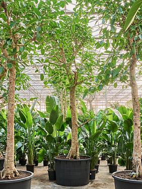 Фикус Альтиссимо