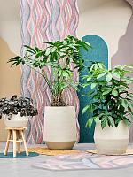 Кашпо Cement & stone harley low s beige washed D36 H21 см