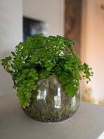 Кашпо Odile pot green D24 H19 см